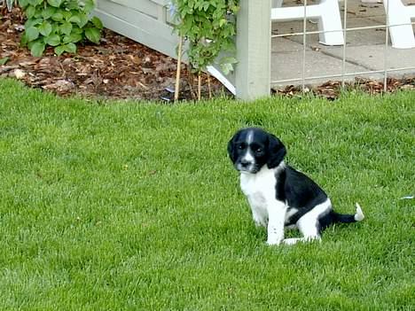 Field Trial spaniel kia billede 6
