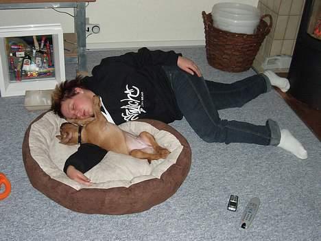 Blanding af racer Ballu - Og nu sover vi sammen :-) billede 2