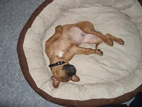 Blanding af racer Ballu - Ja så sover jeg igen........ billede 3