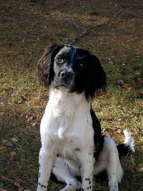 Field Trial spaniel kia billede 7