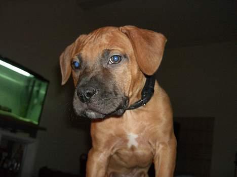 Blanding af racer Ballu - se hvor stor jeg er... billede 4