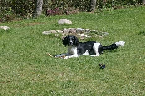 Field Trial spaniel kia billede 8