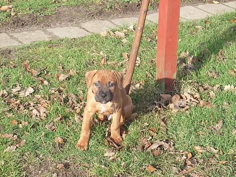 Blanding af racer Ballu - Se jeg er farlig..... billede 5