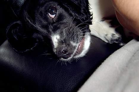 Field Trial spaniel kia billede 9