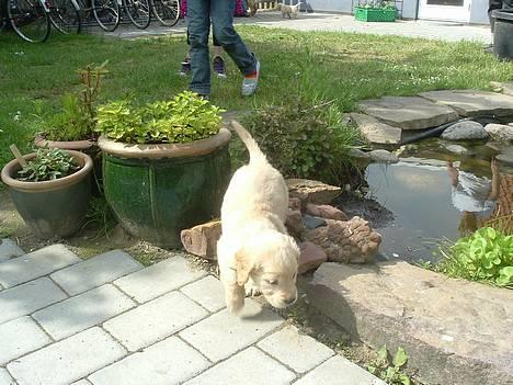 Golden retriever Donna - Lille Donna på udkig hjemme hos moar=)(Ronja!) billede 2