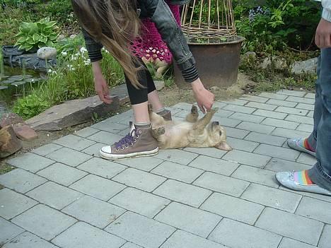 Golden retriever Donna - Lege med lille Donna<3 Her havde vi lige valgt hende(hun var ca. 6 uger gammel her, så der var kun 3 uger ril vi skulle hente hende<3) billede 3