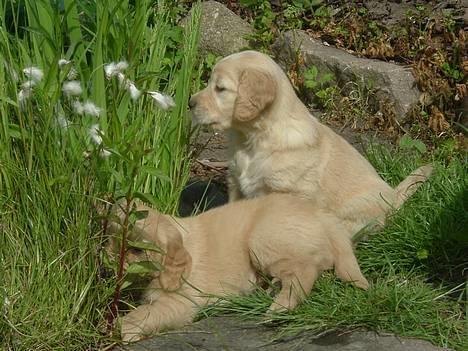 Golden retriever Donna - Hej igen<3<3(Det er mig der sidder op!) billede 4