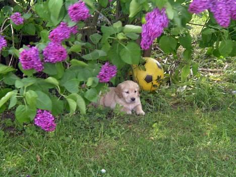 Golden retriever Donna - =)=) Det er så mig under en busk(jeg holder lige et hvil fra de andre hvalpe, puha!) billede 5