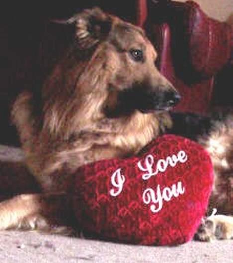 Blanding af racer Kalvin - Når de nu endelig skal tage billeder af mig så fortrækker jeg at det bliver i profil for der mener jeg at jeg ser bedst ud ikke sandt  billede 3