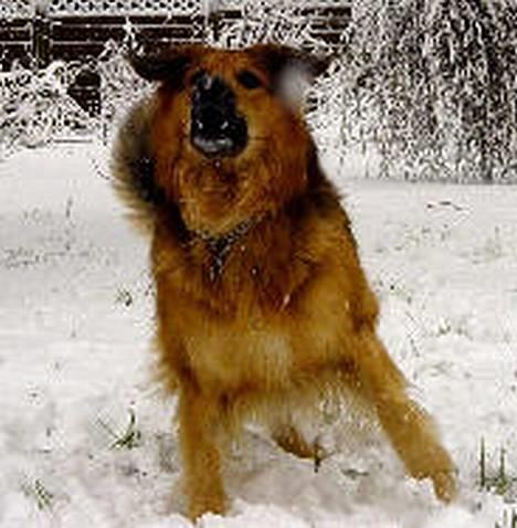 Blanding af racer Kalvin - Findes der noget bedre end en god løbetur ude i sneen for jeg ser nu så skøn og dejlig ud bagefter kan I bare tro når jeg selv skal sige det og det skal jeg jo ikke sandt for der er jo ingen andre som gør det for mig : ( billede 4