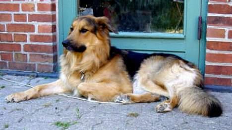 Blanding af racer Kalvin - Det ville nu egentlig også være rart at få lov til at komme ind på et tidspunkt men måske får jeg så lov til det på et eller andet tidspunkt billede 6