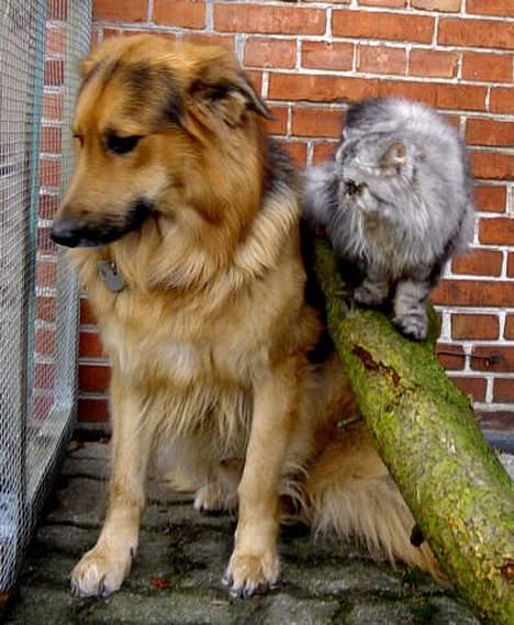 Blanding af racer Kalvin - Dette er så mig og mit barnebarn og er hun ikke bare smuk og dejlig og det er barnebarnet i baggrunden som sidder oppe på blommetræet  billede 8