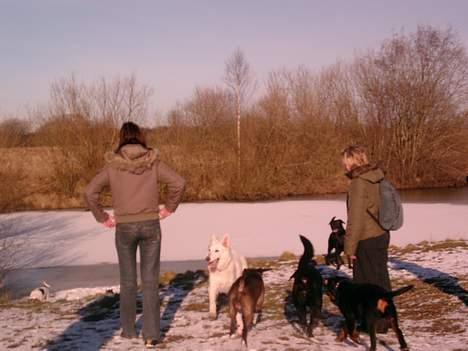 Labrador retriever chang - til hundetræf, åh jeg hyggede mig billede 12