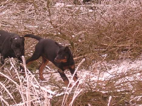 Rottweiler Nico - Vent på mig billede 13