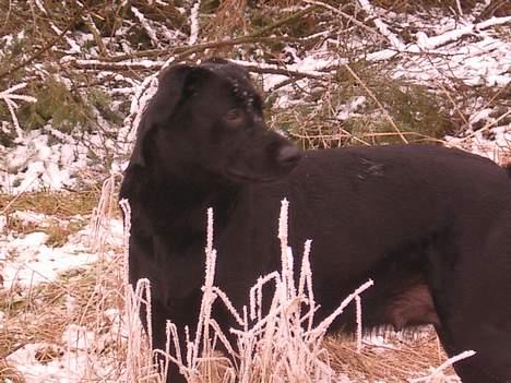 Labrador retriever chang billede 13
