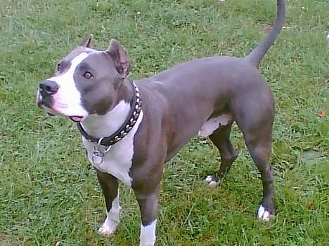 Amerikansk staffordshire terrier Flux Iso And billede 1