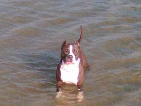 Amerikansk staffordshire terrier Flux Iso And billede 2