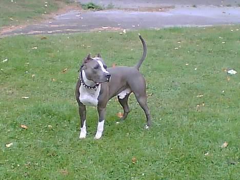 Amerikansk staffordshire terrier Flux Iso And billede 3