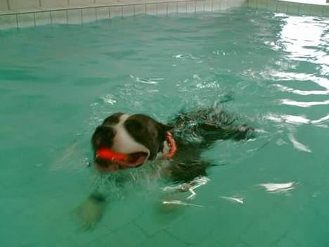 Amerikansk staffordshire terrier Flux Iso And - Flux til svømning billede 4