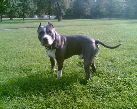 Amerikansk staffordshire terrier Flux Iso And billede 5