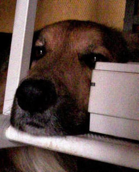 Blanding af racer Kalvin - Jeg føler nu at det er min pligt at holde øje med min menneske mor når hun arbejder ved computern og det er nu engang her at jeg gør det bedst fra og så er det da ligegyldigt at jeg ser dum ud måske men jeg passer jo godt på og det er det vigtigste. billede 10