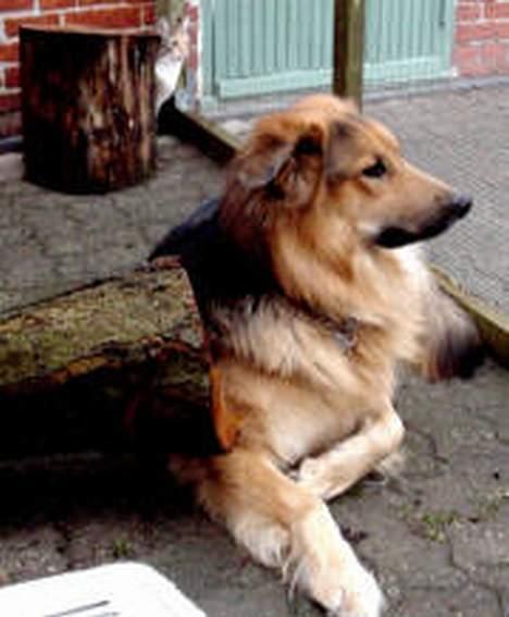 Blanding af racer Kalvin - Jeg er nu en god babysitter for de små mislinge syntes jeg da selv og det har jeg jo også hele tiden fået at vide men døm selv for der er nu en i baggrunden hvis I kan se den... billede 11