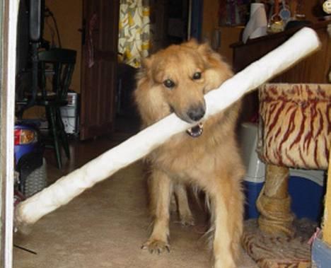 Blanding af racer Kalvin - Dette er så mit nyeste ben og at tænke sig at jeg er den eneste som kan håndtere det. Tja det er nu noget som jeg ikke kan forstå men tilgengæld ikke har noget imod  billede 12