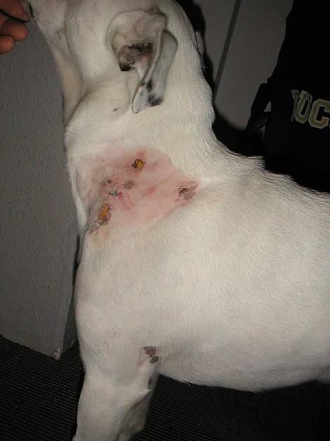 Jack russell terrier Carlos - mig og min store mund! ham Buller han blev sgu sur og han bruger sin mund lidt anderledes end jeg, se selv! billede 20