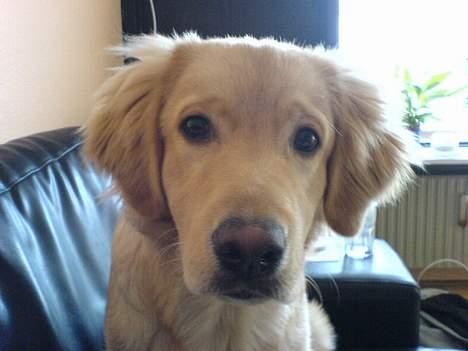 Blanding af racer Felix  - Felix sidder i sofaen  billede 12