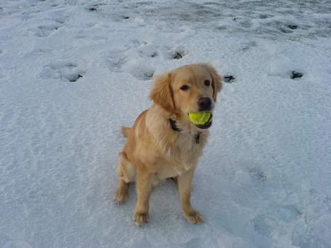 Blanding af racer Felix  - jeg elsker at lege med bold i sneen billede 13