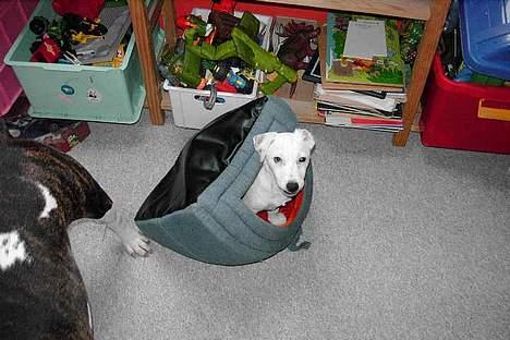 Jack russell terrier Bølle billede 14