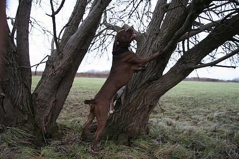 Blanding af racer buggi billede 1