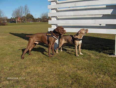 Blanding af racer buggi billede 2