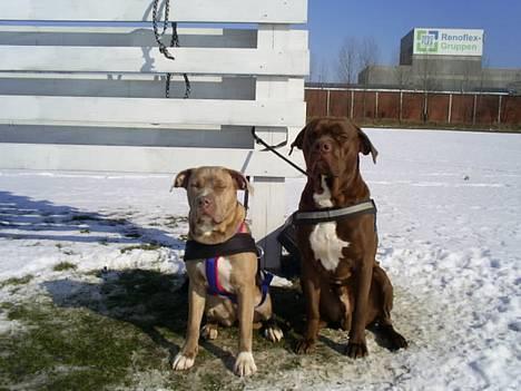 Blanding af racer buggi billede 3