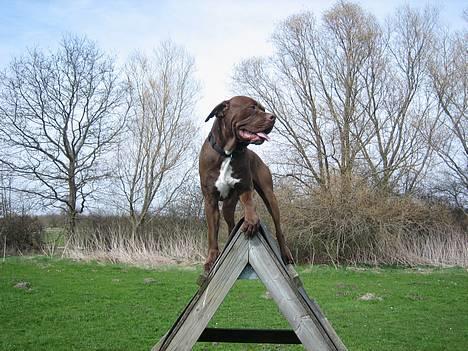 Blanding af racer buggi billede 4