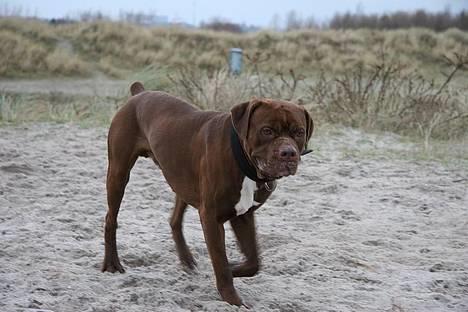 Blanding af racer buggi billede 5