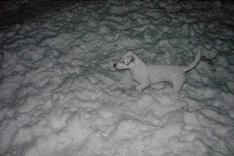 Jack russell terrier Bølle - herligt at værei sneen billede 15