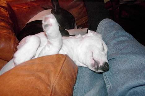 Jack russell terrier Bølle - jeg liggersgu godt her ved far billede 16