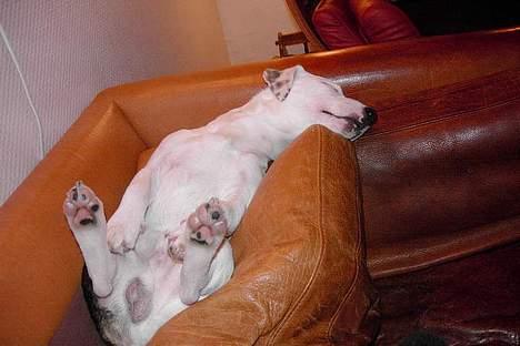 Jack russell terrier Bølle - Znooorrkk billede 17