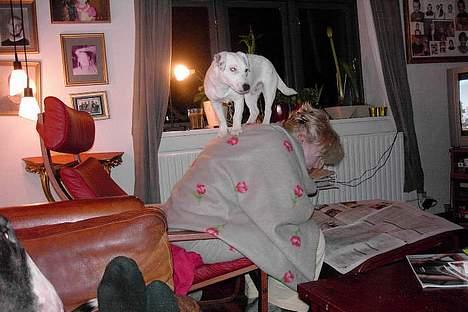 Jack russell terrier Bølle billede 18