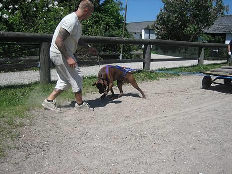 Blanding af racer buggi billede 6