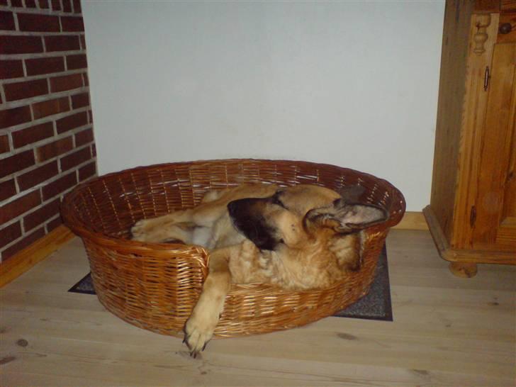 Schæferhund Lajka  billede 14