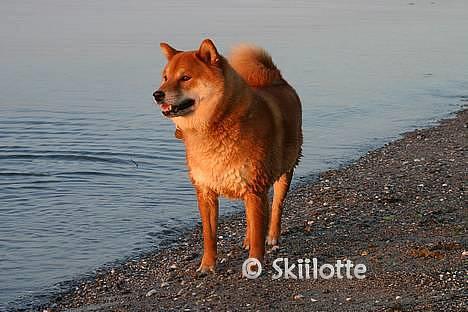 Shiba  - Luie *R.I.P* - * NYT - deejligt at være ved vandet.. ;o) billede 19