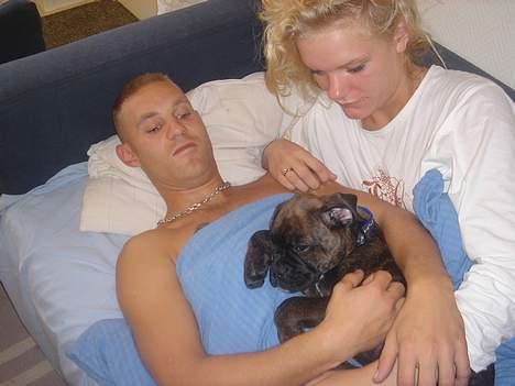 Boxer Bastian - Jeg klarede min første nat i Frederikssund. JUHU !!! billede 9