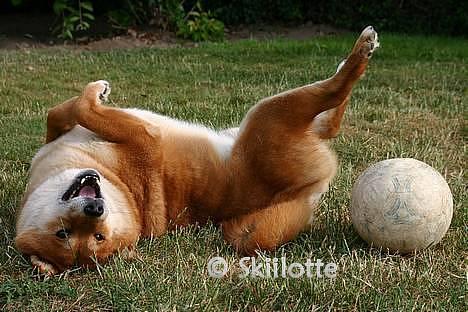 Shiba  - Luie *R.I.P* - et af de sidste billeder jeg noget at fik taget af ham inden jeg måtte sige farvel til ham... :´o( billede 20