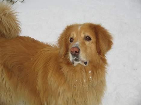 Hovawart Chivas **RIP** billede 1