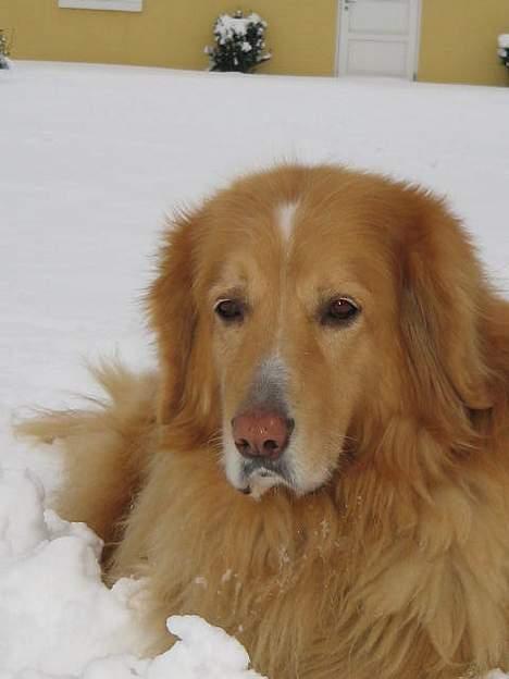 Hovawart Chivas **RIP** billede 2