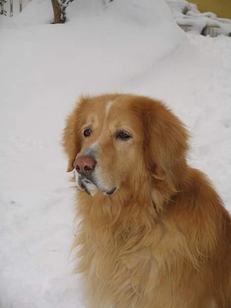 Hovawart Chivas **RIP** billede 3