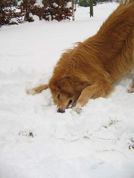 Hovawart Chivas **RIP** billede 4