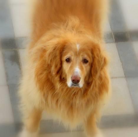 Hovawart Chivas **RIP** - 12-03-2007 billede 5